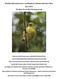 Kiwikiu (Pseudonestor xanthophrys) Reintroduction Plan