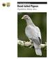 U.S. Fish & Wildlife Service Band-tailed Pigeon