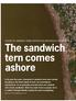 The sandwich tern comes ashore