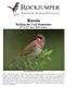 Russia. Birding the Ural Mountains 15 th to 22 nd June 2019 (8 days) Siberian Rubythroat by Dubi Shapiro