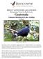 Rockjumper Tours for Biodiversity Guatemala Volcano Birding & Lake Atitlán (11 days)