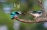 travel log Woodland Kingfisher citizen science Text Warwick & Michèle Tarboton 54 african birdlife