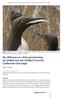 No difference in chick-provisioning by bridled and non-bridled Common Guillemots Uria aalge
