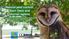 Natural pest control: Barn Owls and diurnal raptors. Ground Squirrel & Gopher Management Workshop Ryan Bourbour & Emily Phillips September 11, 2018