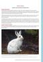 Species: Lepus americanus (Snowshoe Hare)