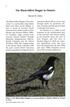 The Black-billed Magpie in Ontario