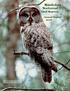 Annual Report Great Gray Owl (Strix nebulosa) Photograph by Robert Taylor