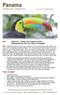 The astonishing, multi-coloured beak of a Keel-billed Toucan is an eye-catching fieldmark! Brian Small, Limosa Holidays