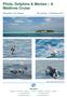 Pilots, Dolphins & Mantas A Maldives Cruise