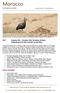 The Moroccan coast is one of the last places on Earth to see the endangered Northern Bald Ibis robinchittenden.co.uk