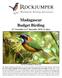 Madagascar Budget Birding