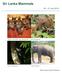 Sri Lanka Mammals July Lesser (Long-eared) False Vampire Bat. Report & Images by Mukesh Hirdaramani