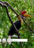 Sulawesi. Birding and Trekking Explorer