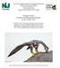 Peregrine Falcon Research and Management Program In New Jersey, 2013