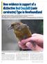 New evidence in support of a distinctive Red Crossbill (Loxia curvirostra) Type in Newfoundland