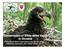 Conservation of White-tailed tailed Eagle in Slovakia
