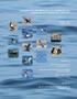 DISTRIBUTION AND ABUNDANCE OF SEABIRDS IN THE NORTHEASTERN CHUKCHI SEA,