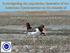 Investigating the population dynamics of the American Oystercatcher on the islands of Massachusetts. Sean Murphy, City University of New York