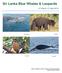Sri Lanka Blue Whales & Leopards