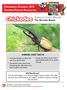 Chickadee October 2018 Teacher/Parent Resources. Animal of the Month The Hercules Beetle ANIMAL FAST FACTS