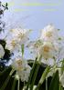 SRGC Bulb Log Diary Pictures and text Ian Young. BULB LOG th March 2017