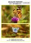 WILDLIFE REPORT JULY - SEPTEMBER TOP PAINTED LADY Vanessa cardui BOTTOM COMMON BLUE Polyommatus icarus
