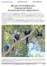BRAZIL NOVEMBER 2019 Pantanal and Bonito Hyacinth and Green-winged Macaws