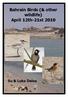 Bahrain Birds (& other wildlife) April 12th-21st 2010