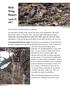 Bird Wing Report. April 25, Text by Renee Levesque; photos as indicated