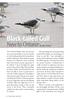 Black-tailed Gull. New to Ontario Brandon Holden