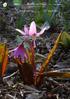 SRGC Bulb Log Diary ISSN Pictures and text Ian Young. BULB LOG th March Erythronium dens-canis