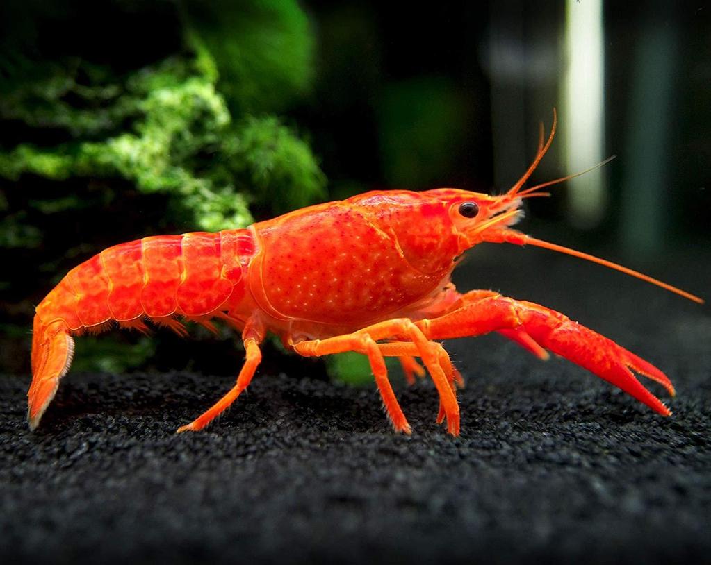 Crayfish Market Product Type, Demand And Production Statistic By 2016 2024 The global market for crayfish has fostered a surging growth in the past few years as an increasing number of consumers are