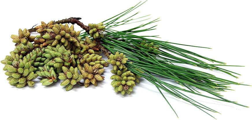 The main Advantages are: First you need to say that the pine pollen of this coniferous tree contains the necessary substances that are actively used by human organs for functioning.