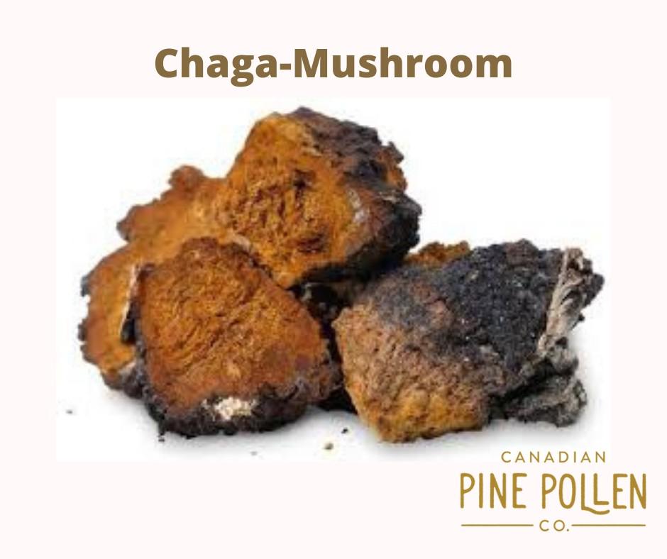 Features of parasitism: Chaga can be called a unique fungus, whose life begins with a little spore Inonotusobliquus.
