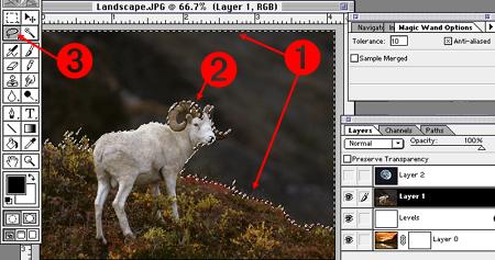 Note: Holding down the Option Key while making a selection will Remove that area from the selection. In the goat image, the horns were captured along with the background.