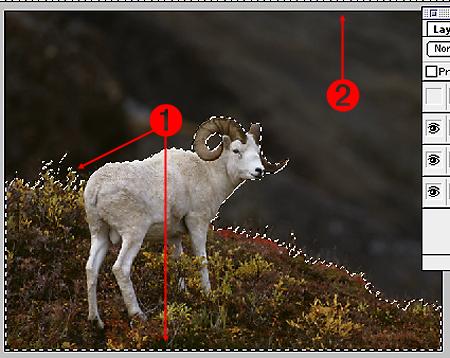 Using Inversion will cause the goat and its hill to become the selected area. a. Select Menu and drag down to Inverse. The goat is now the selected area.