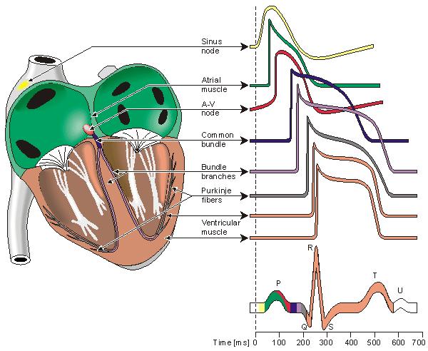 Figure 2.4 Electrophysiology of the heart. [26] 2.