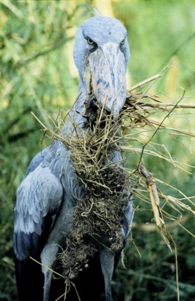Amongst the variety of bird species are many rare and local birds, such as the unique Shoebill and numerous spectacular endemics of the Albertine Rift Valley.