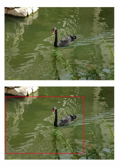 (top left) In this image of a goose gliding on the water, the bird is centered and the composition not very interesting.