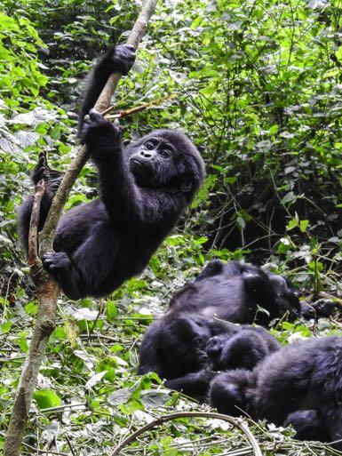 The taxonomy of the mountain Gorillas has been hotly debated in recent decades. Most taxonomists seem to agree now on two species of Gorilla, Western Lowland Gorilla (G.