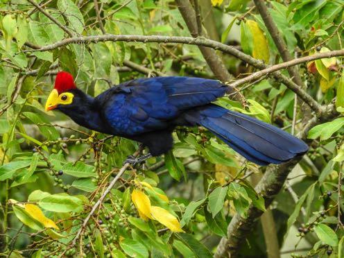 Black-billed Turaco Tauraco schuettii Seen in both Kibale and Bwindi Impenetrable NPs. Ross s Turaco Musophaga rossae First seen well en route to Kibale Forest.