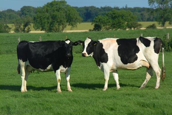 Grading Hides Bessie Grade B=Sheltered Cattle (dairy cattle,