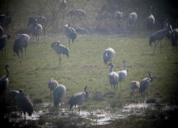 30,000 Common Cranes flying to roost at dusk Waterfowl including Smew, plus White - fronted & Bean Geese