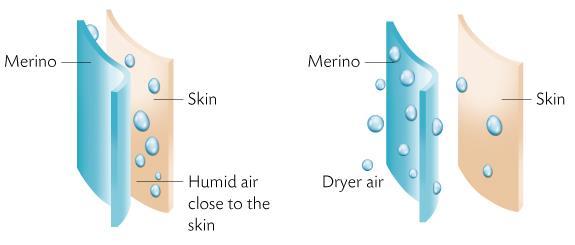 In hot climates or during strenuous exercise, a Merino wool garment close to the skin actively