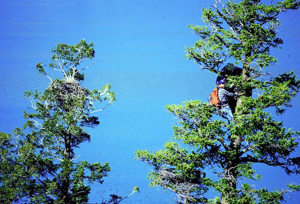 Tom Leeson climbs into a blind, nearly 80 feet up a tree, for a photo shoot of bald eagles, several of which have appeared on Air Force