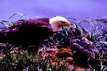 At left, an adult feeds an eaglet. The female lays one to three eggs each spring.