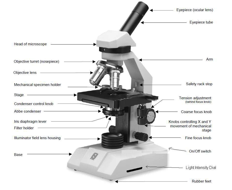 BASIC MICROSCOPE LAYOUT *Always keep the eyepiece facing away from the direction the stage faces.