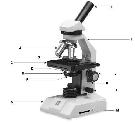QUESTIONS 1. Identify the parts of the microscope from memory. a. b. c. d. e. f. g. h. i. j. k. l. m. 2. Describe how a compound microscope should be held and carried. 3.