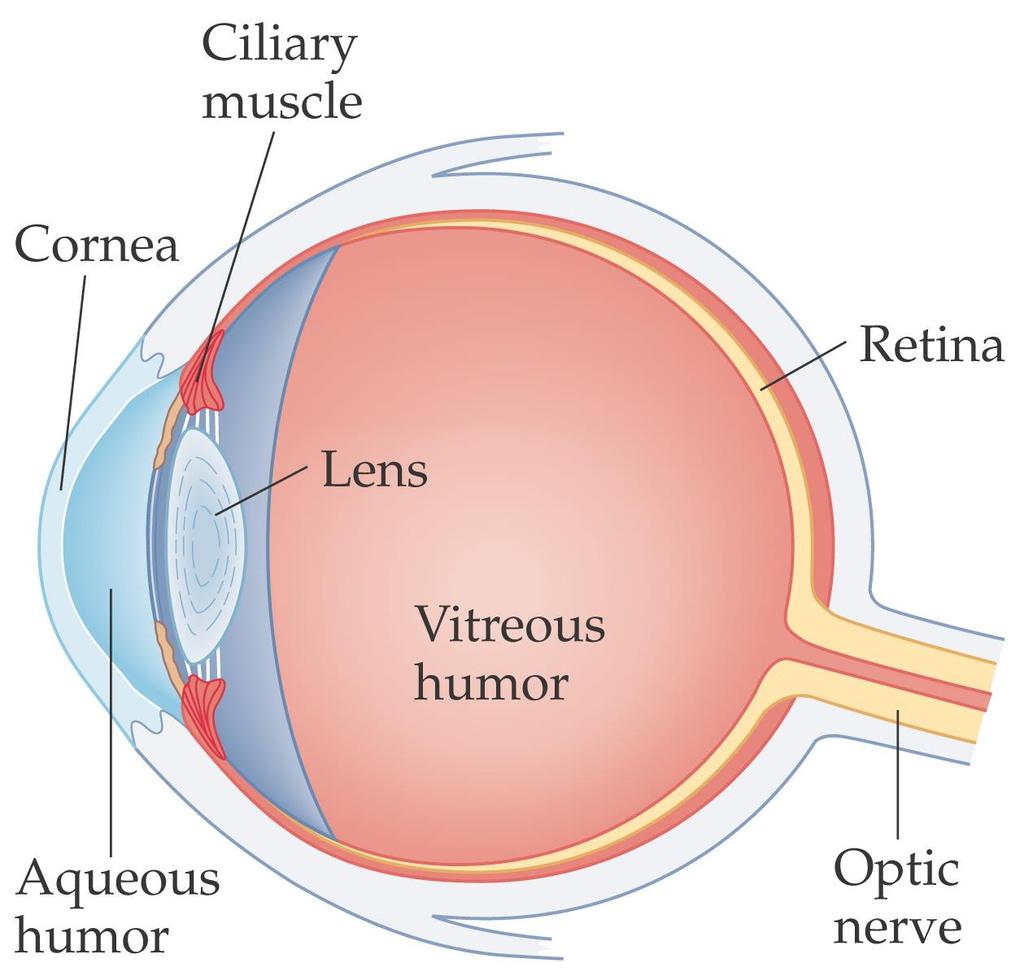 27-1 The Human Eye and the Camera Light passes through the cornea of the human eye and is focused by the lens on the retina.