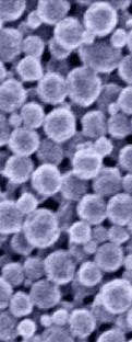 Conclusion Products Nanoparticles or nanoporous structures or foams based on acetylated